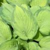 Hosta Paradigm #1 - Image 2